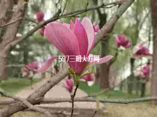 三明人才网招聘597，探索职业发展的黄金门户